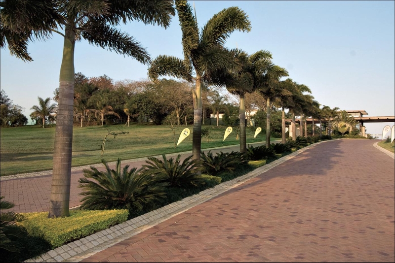 palm tree lined street