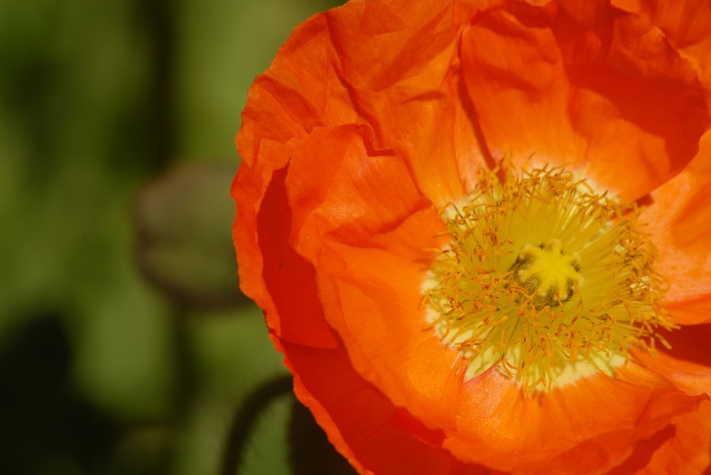 Iceland Poppy