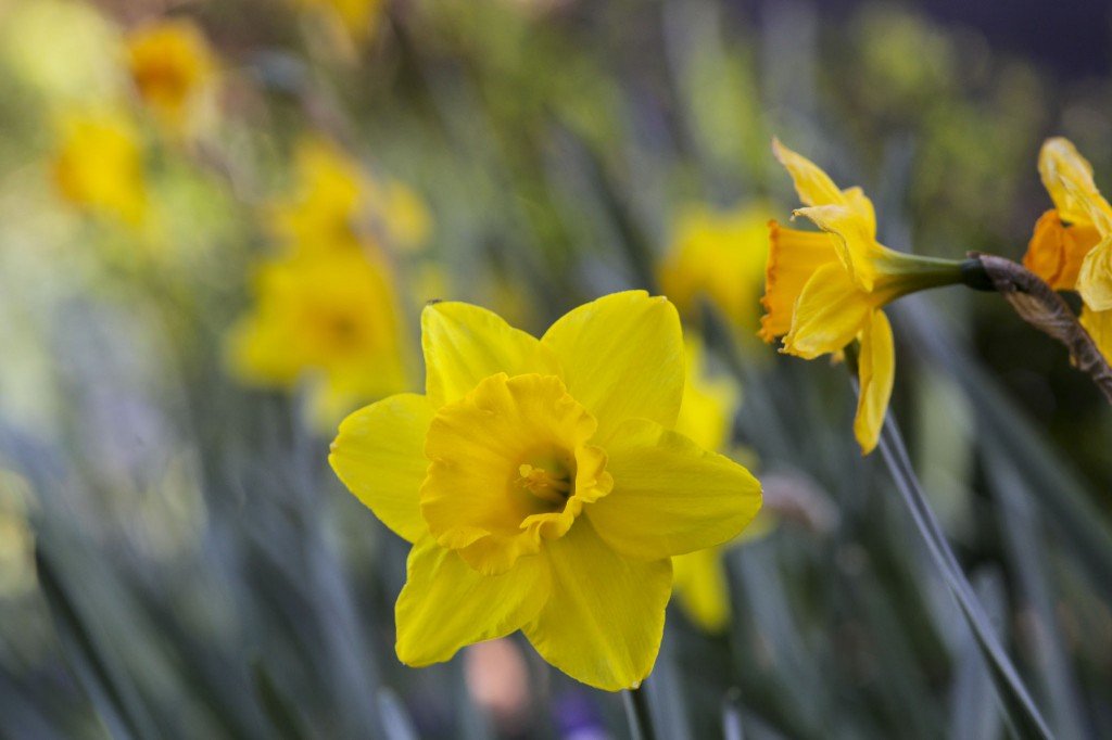 Daffodils