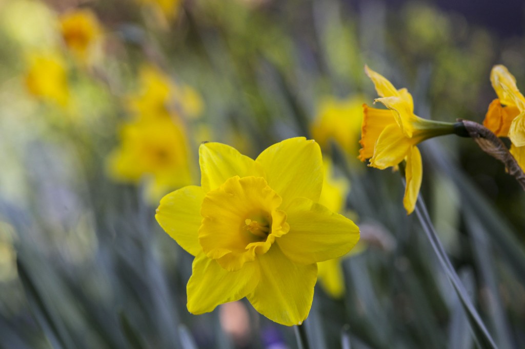 Daffodils