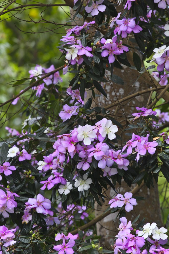 Tibouchina