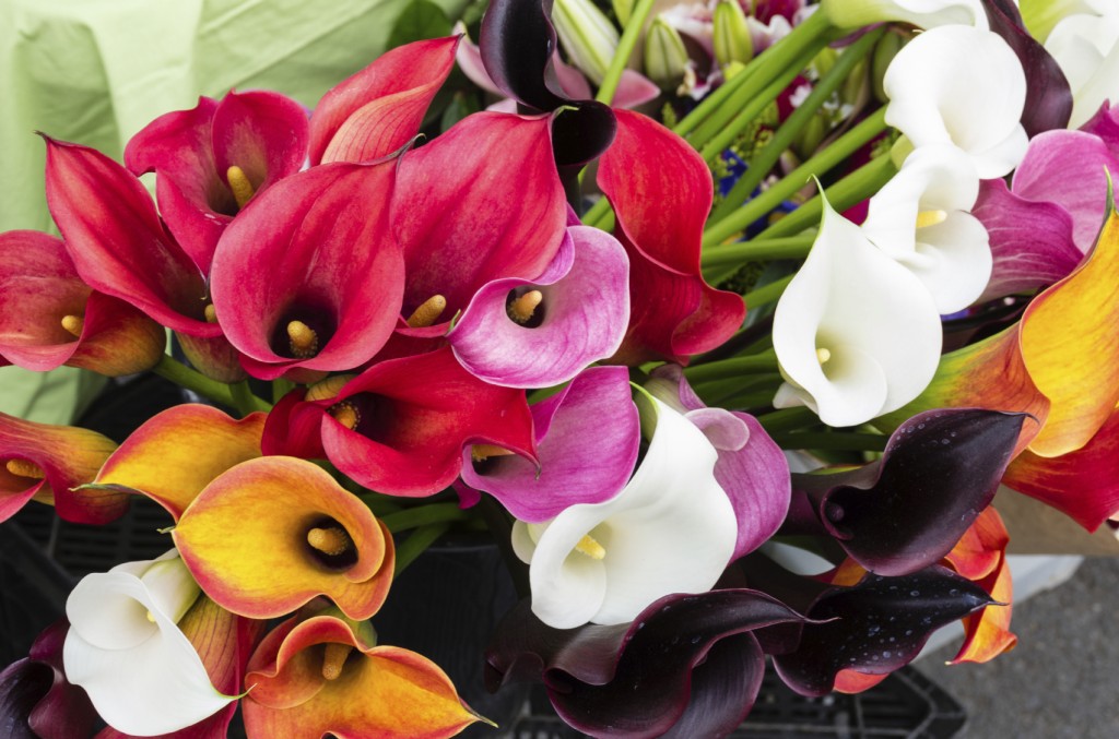 Plant of the month Calla Lilies