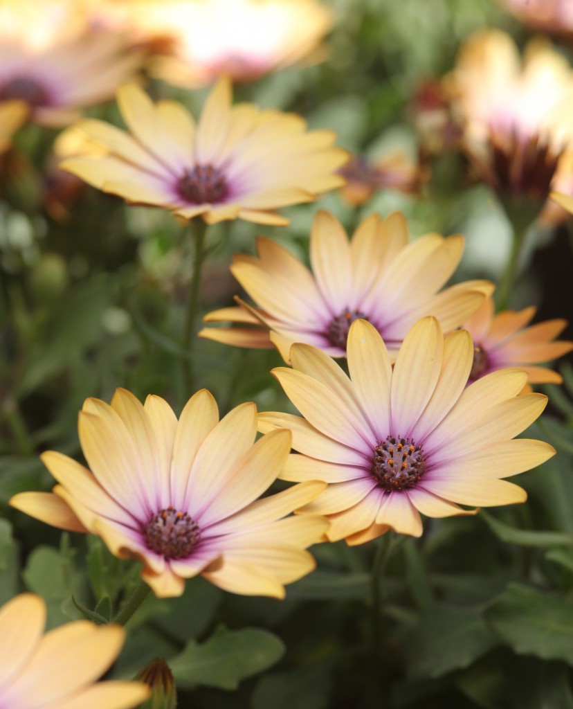 Osteospermum