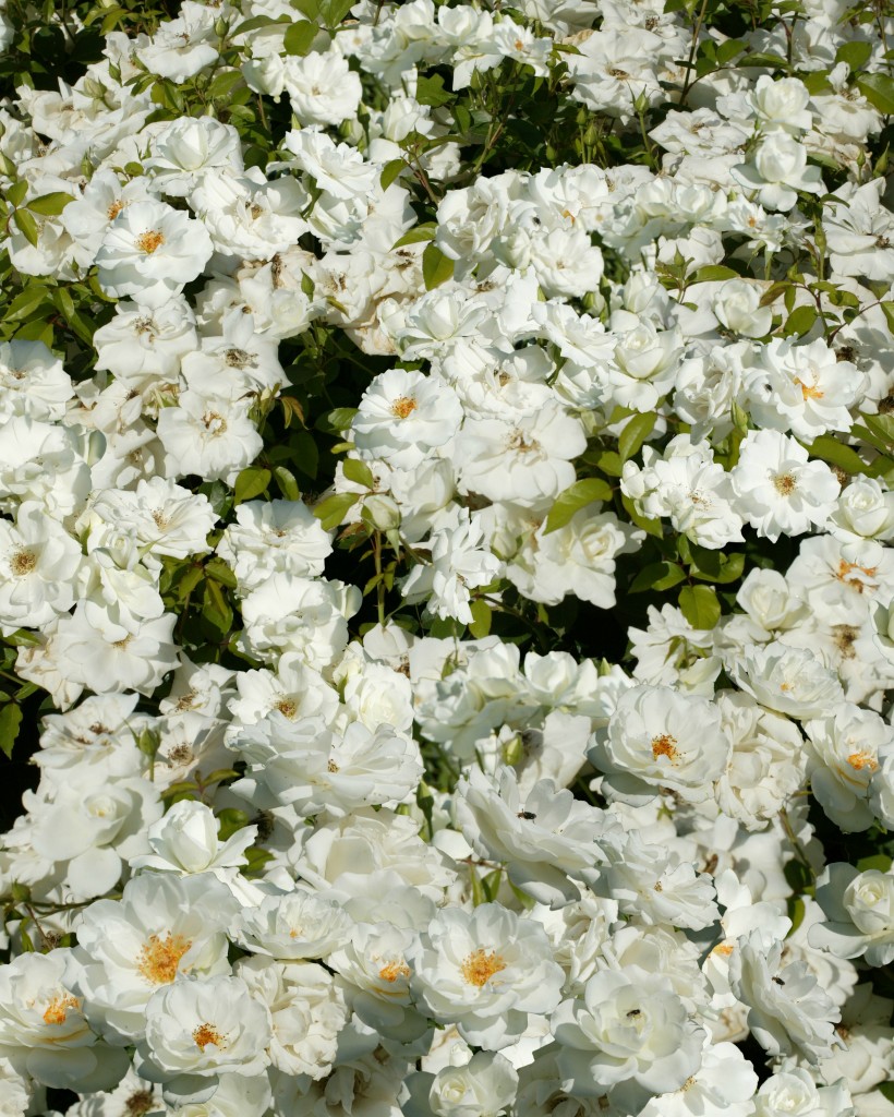 Iceberg roses