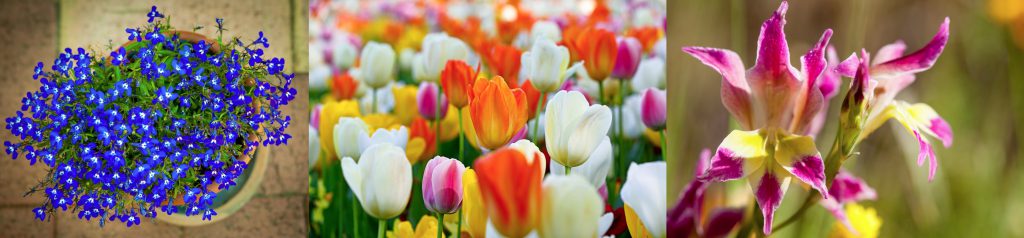 Winter flowering-plants