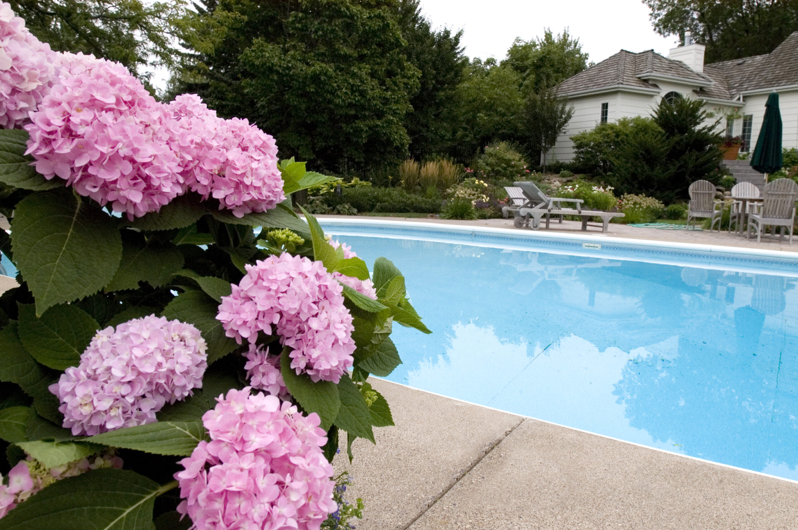 Hybrid hydrangeas
